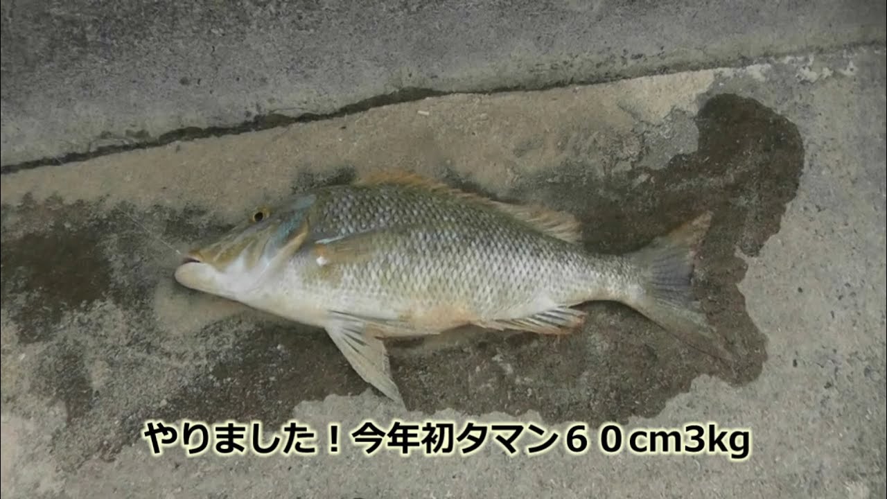 ボトムキング「シマノ」大物ぶっこみ釣り専用のモンスターロッド | Red