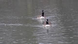 Canada geese - 4k