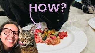 Answering your homemade cat food questions by Jess Caticles 889 views 5 months ago 15 minutes