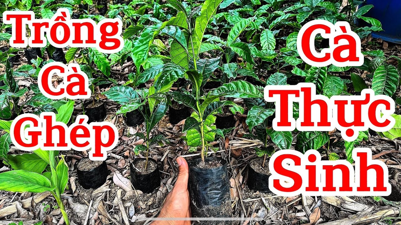 Nên trồng cà ghép luôn hay là trồng thực sinh rồi sau này ghép.