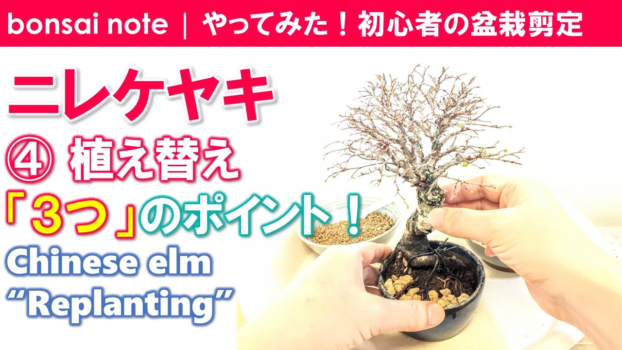 図解 剪定の基本 目的と植物原理 Basics Of Pruning 盆栽技能講座 Bonsai Skill Course Youtube