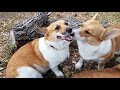 Happy corgi has a NEW girlfriend - Funny corgi puppies playing - Cute corgi videos