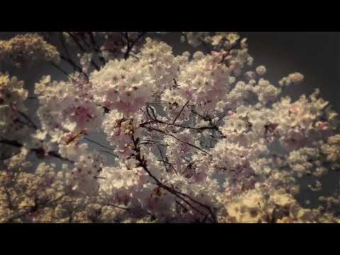 Flowering Cherry Tree With Buzzing Bees