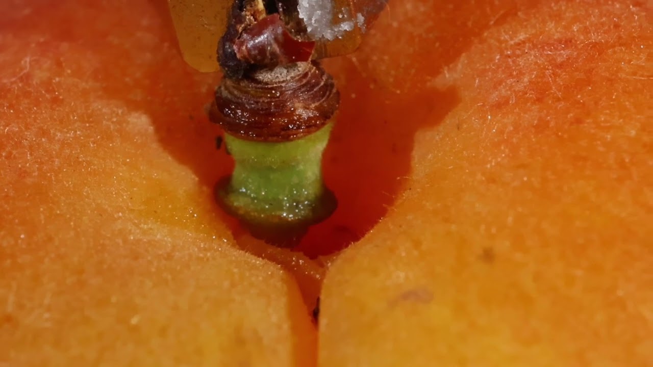 Apricot and Pliers Сloseup