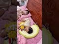 爸爸的脸被一次超级屁清洁了