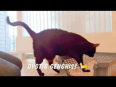 Video: Sådan Træner Du En Kat