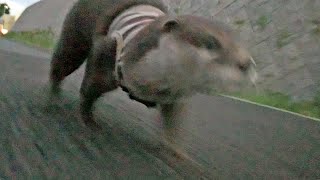 After all Aty likes the river most [Otter life Day 44] カワウソアティ 結局川が一番好き！
