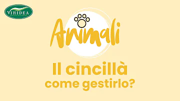 Che tipo di animale è il cincillà?