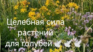 картинка: Травы 🌿🎋🌱 для голубей 🕊🕊🕊 сила в природе 💪 а не в химии 👎😏