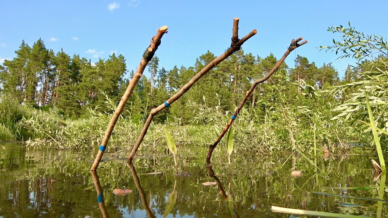 Антикризова рибалка! Примітивна дідовська снасть. Ловля коропа на палки