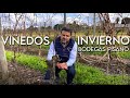 VIÑEDOS en INVIERNO - Bodegas Pisano