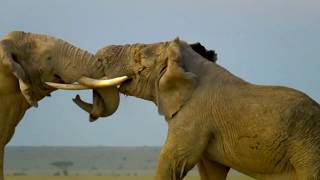 Tembo the elephant tests his strength & says goodbye to his family