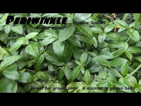 ⟹ periwinkle, Vinca Minor, gjør et flott bakdeksel!