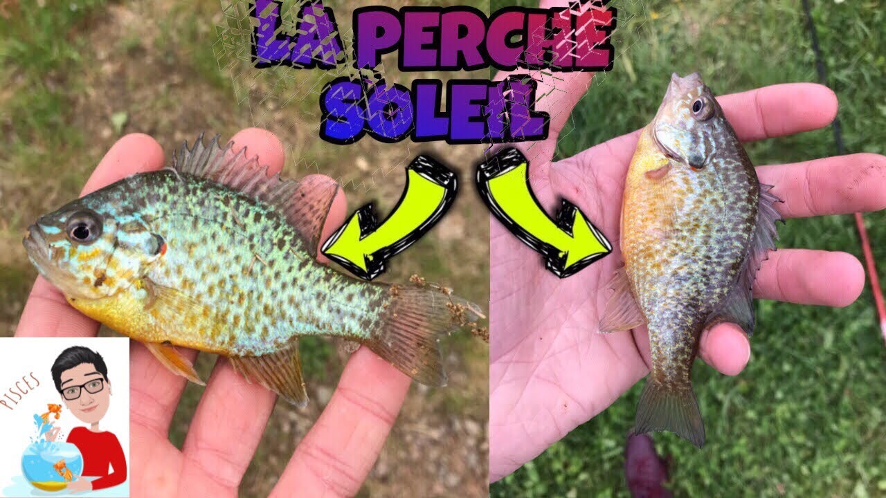 COMMENT PÊCHÉ LA PERCHE SOLEIL
