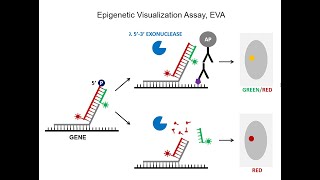 Celebrity Epigenetic Visualization Assay | Dr. Oleg Denisenko Profile