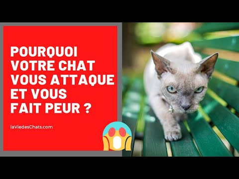 Vidéo: Il Tombant Chez Les Chats