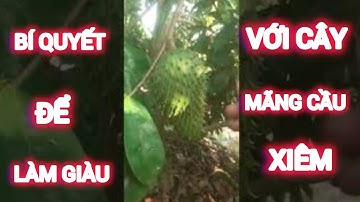 🔴  BÍ QUYẾT ĐỂ THÀNH CÔNG & LÀM GIÀU VỚI CÂY MÃNG CẦU XIÊM GHÉP GỐC BÌNH BÁT | KÝ SỰ ĐỜI TUI 