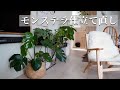 伸びすぎたモンステラを仕立て直し！