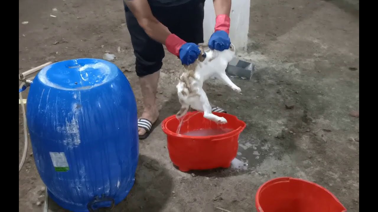 علاج الجرب الارانب طريقه تغطيس الأرانب  وهات من الاخر -- طريقة التغطيس و الفرق بين البويتكس المستورد