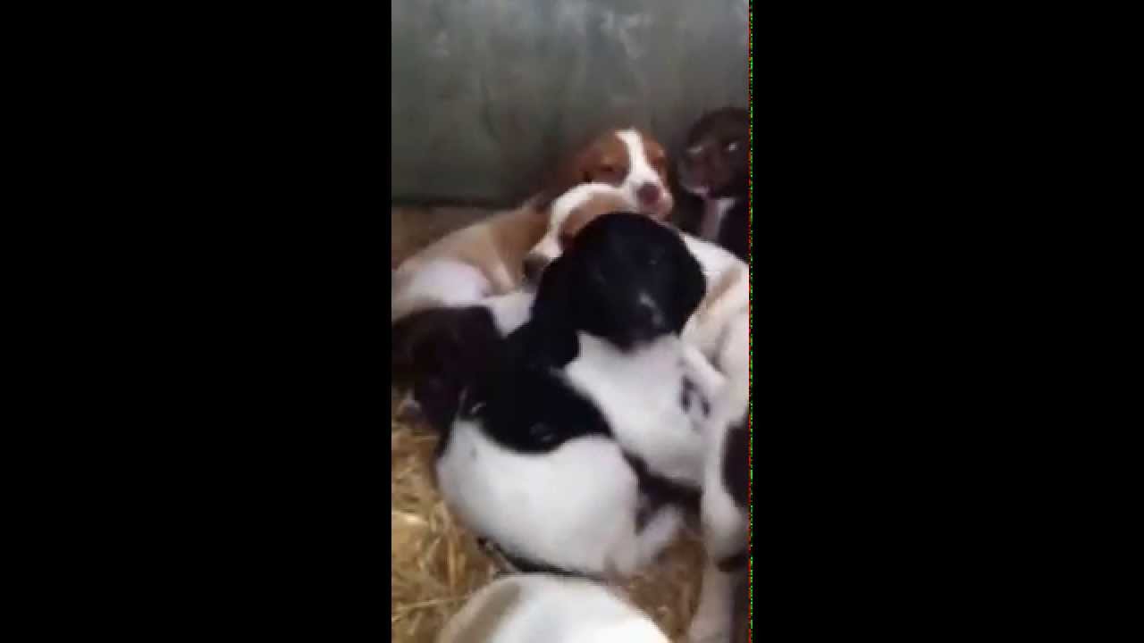 Allevamento Delle Vallate Cuccioli Di Epagneul Breton Youtube