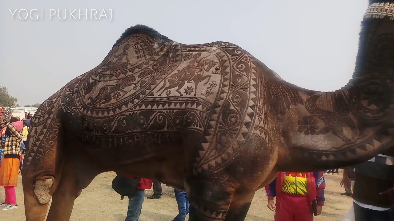 camel hair cutting bikaner camel festival!! camel fastiwal  2020 !! camel festival bikaner 2020