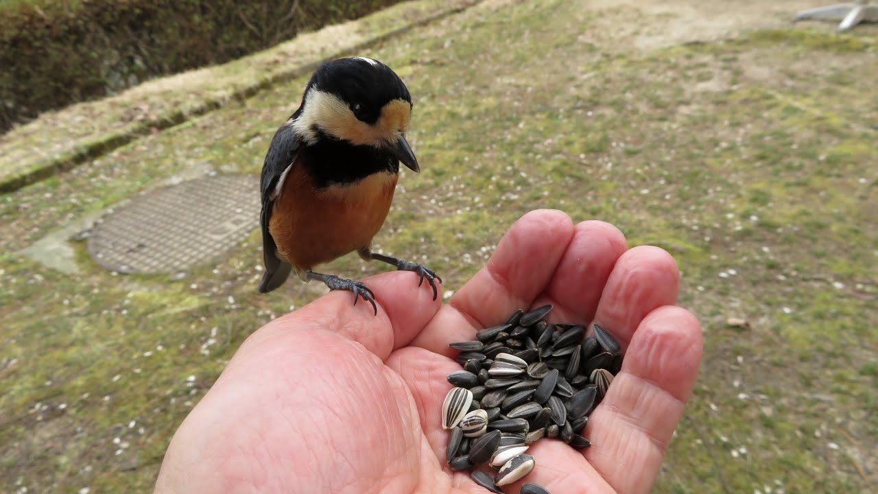 人懐っこいヤマガラ Friendly Varied Tit Youtube