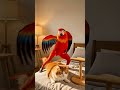 Funny Parrot Dance Makes Cat Run Away 😂 | Cute Animal Comedy #Short