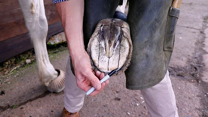 Trimming Hooves part 1