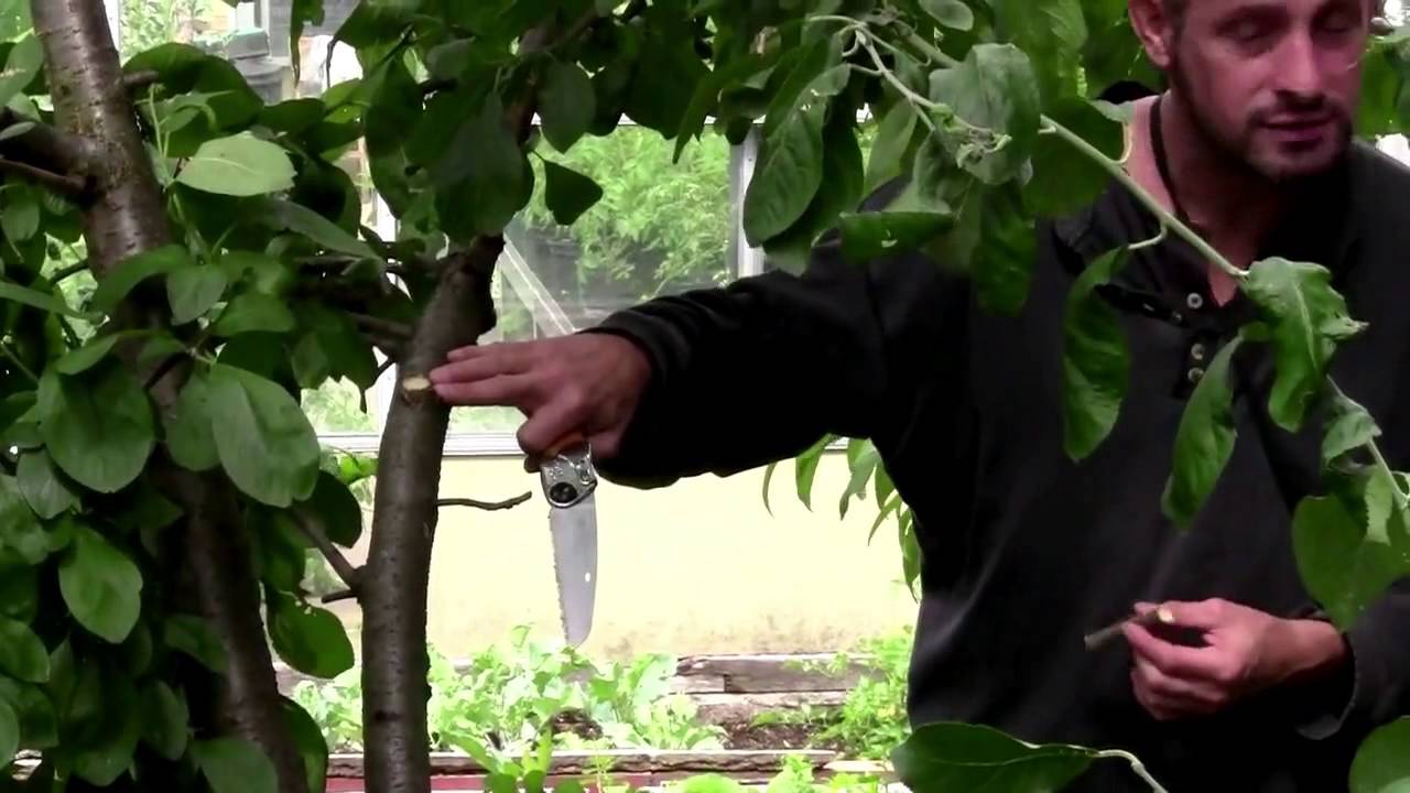 How To Prune Stone Fruits YouTube How To Prune Stone Fruits YouTube