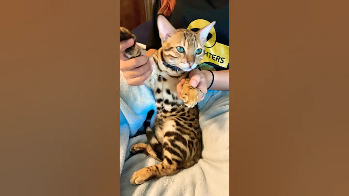 Video 11787181: bengalcat bengals cats, bengals bengalcat cute