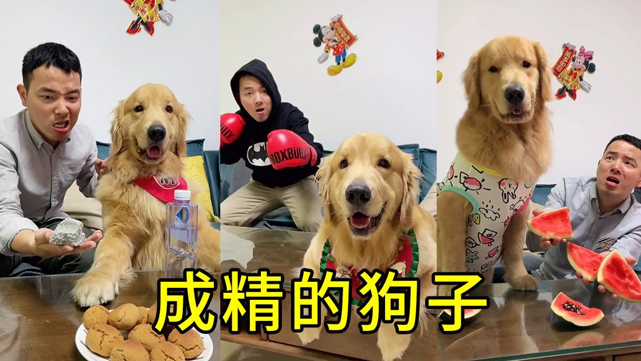 Утонченная собака: четырехволосая модная яма, волосатый папа несчастен, Симо Мао: У меня есть кто-н