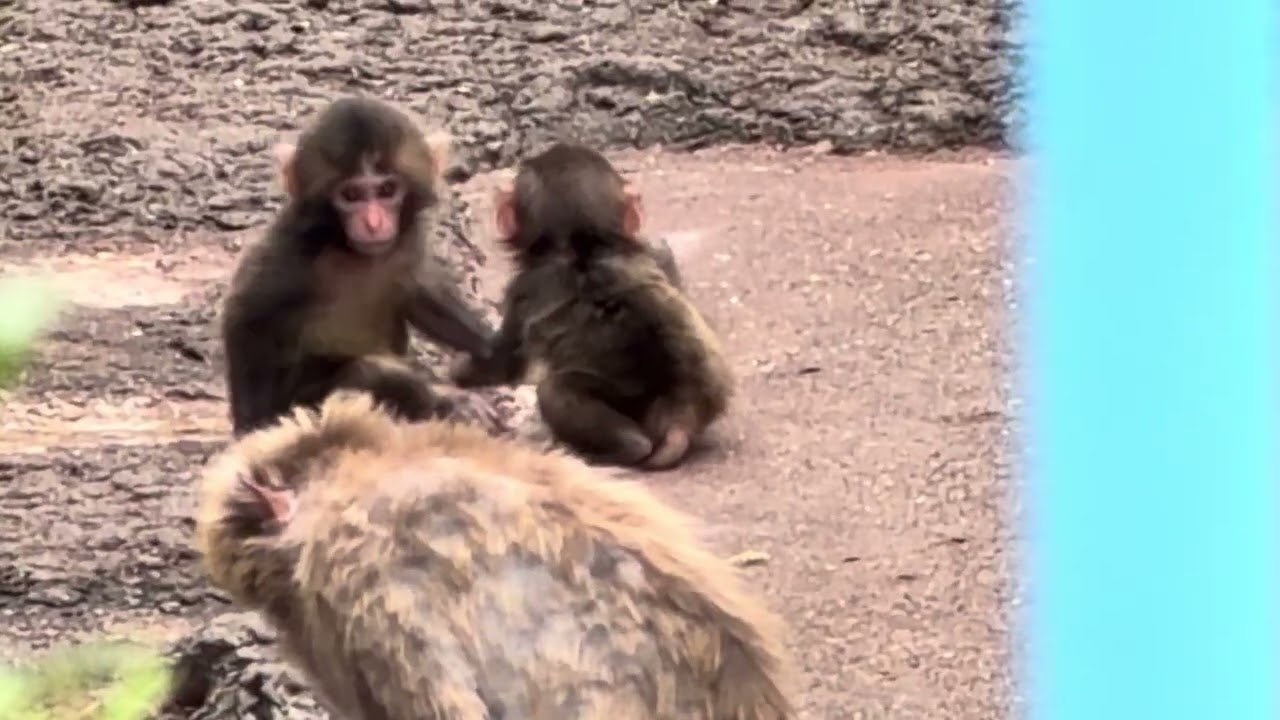 2026年に誕生した9匹の赤ちゃん猿たちの日常🐵市川市動植物園