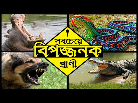 বিশ্বের ১০ টি সবচেয়ে বিপজ্জনক প্রাণী | Most dangerous animals | Shocking Video