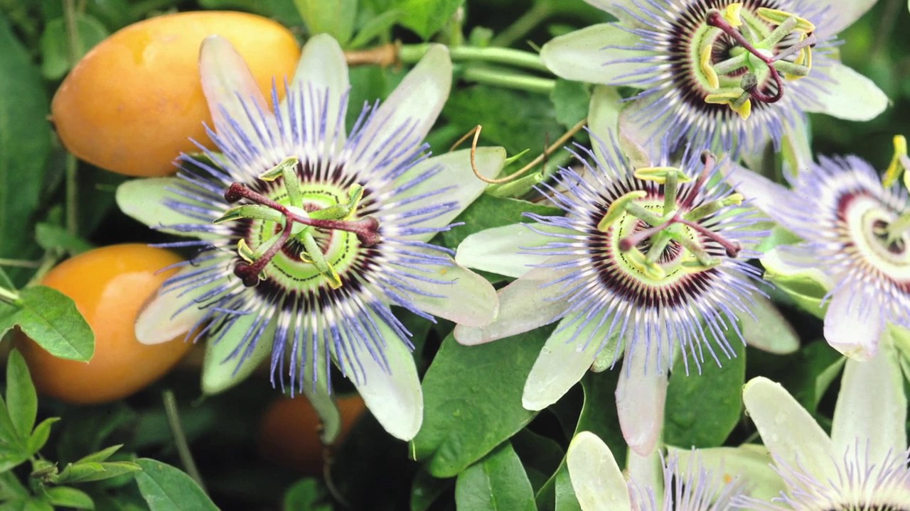 R53087 Passion Flower YouTube