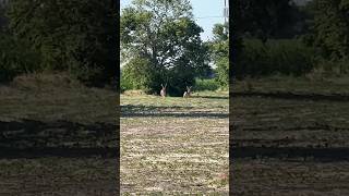 MIDDAY VELVET BUCKS CAUGHT ON iPHONE #hunting #bowhunting #outdoors #whitetail #whitetailhunting