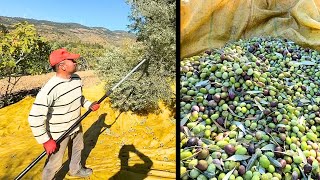 soğuk Sıkım Zeytinyağı İçin Zeytin Topluyoruz 