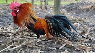 9 Months Black Red Bantam Phoenix Rooster Qaib Dib Tw Ntev