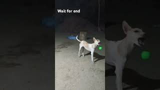 #funny dogs moment#funny #trending short