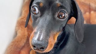 Family Diary- Finally we have Spring weather. Being outside with the Mini Dachshunds.