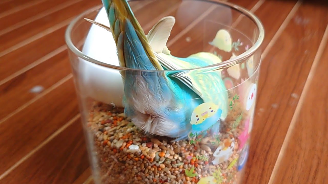 我慢できずに、シード容器に入っちゃいます/生後71日目/セキセイインコ