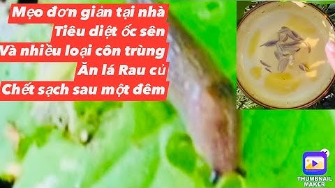 Chia sẽ mẹo đơn giản diệt ốc sên và các loại côn trùng ăn lá Rau.qua đêm sáng chết sạch..