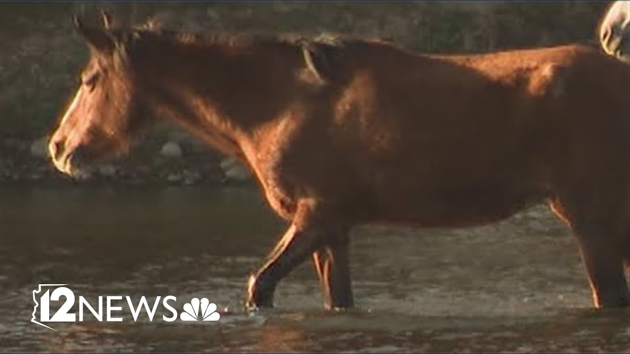Salt River wild horse population to be reduced by more than half