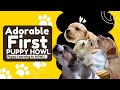 Adorable Puppy’s First Howl 🐶| Why Dogs Howl Explained