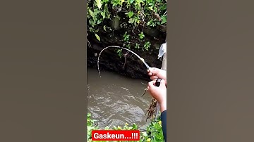 mancing wader babon pakai umpan klik di selokan sawah #kikukmancing #mancingwaderbabon #shorts