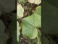 देखो भाई इस बीडीओ को #nature #farming #shorts #trending #viral