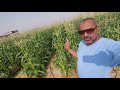 زراعة الذرة السكرية   و قيمتها الغذائية الغذائية للإنسان تجهز التربة تسميد رى خف مكافحة