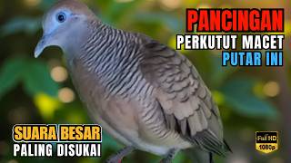 Perkutut Lokal Gacor Suara Kung Besar Paling DiCari | Pancingan Semua Burung Perkutut Agar Bunyi L50