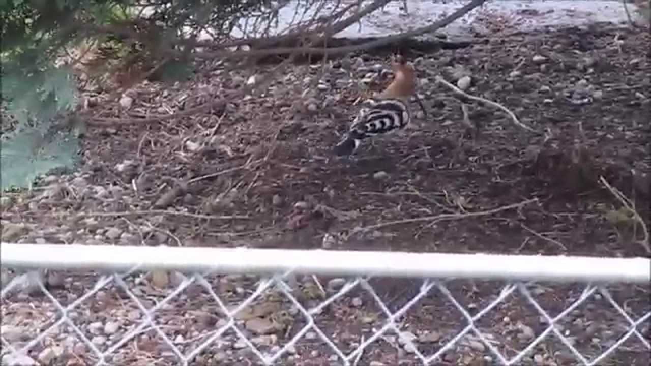 Wiedehopf im Garten YouTube