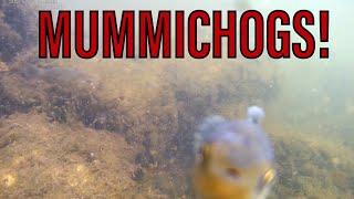 Beautiful Little MUMMICHOGS Fight Over Food!