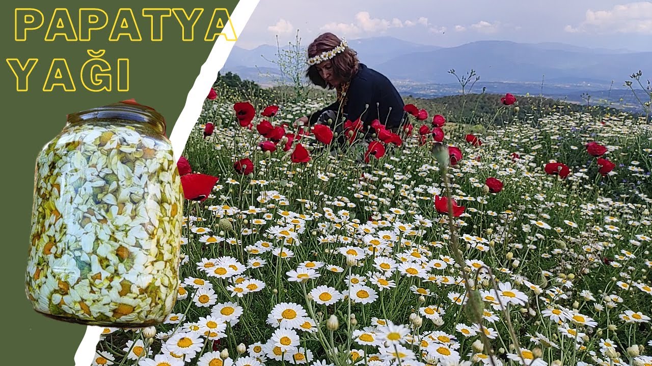 Лекарственные травы / КАК ПРИГОТОВИТЬ РОМАШКОВОЕ МАСЛО / Как приготовить ромашковое масло